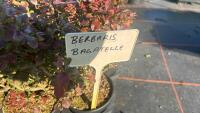 9 BERBERIS 'BAGATELLE' - 4