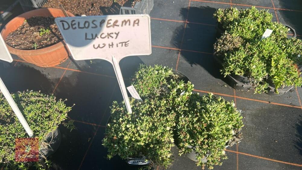 3 DELOSPERMA 'LUCKY WHITE'