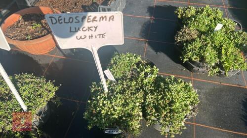 3 DELOSPERMA 'LUCKY WHITE'