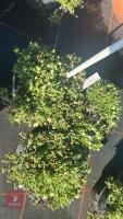 3 DELOSPERMA 'LUCKY WHITE' - 2