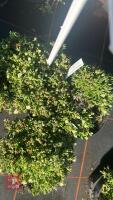 3 DELOSPERMA 'LUCKY WHITE' - 3