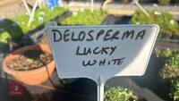 3 DELOSPERMA 'LUCKY WHITE' - 4