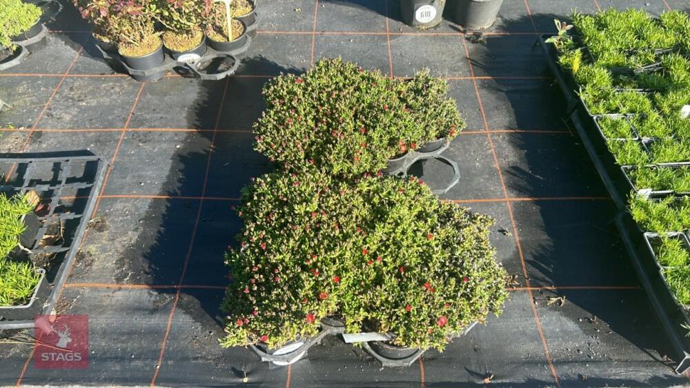 19 DELOSPERMA 'LUCKY TANGERINE'