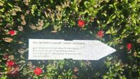 19 DELOSPERMA 'LUCKY TANGERINE' - 5