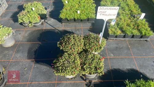 4 DELOSPERMA 'LUCKY TANGERINE'