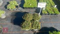 4 DELOSPERMA 'LUCKY TANGERINE'