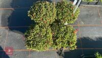 4 DELOSPERMA 'LUCKY TANGERINE' - 2
