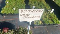 4 DELOSPERMA 'LUCKY TANGERINE' - 4