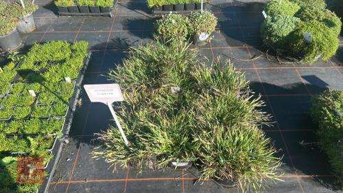 10 SISYRINCHIUM 'DRAGONS EYE'