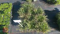 10 SISYRINCHIUM 'DRAGONS EYE' - 2
