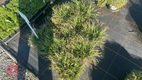 10 SISYRINCHIUM 'DRAGONS EYE' - 3