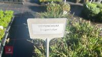 10 SISYRINCHIUM 'DRAGONS EYE' - 4