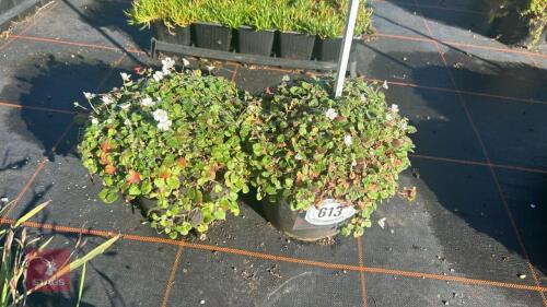 2 ERODIUM 'ALBUM'
