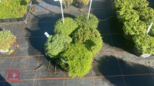 4 MIXED THYMUS PLANTS & PRATIA