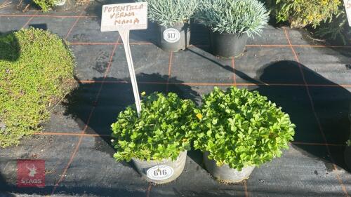 2 POTENTILLA 'VERNA NANA'