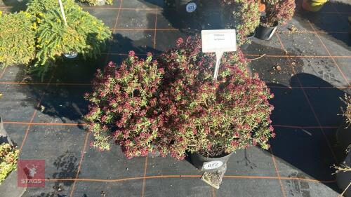 3 CRASSULA 'SARCOCAULIS'
