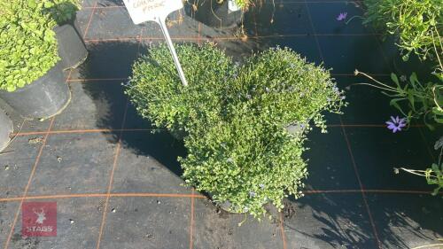 3 PRATIA 'COUNTY PARK'