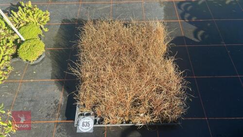 200 CAREX 'BRONCO'