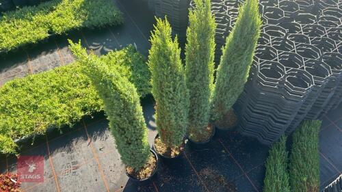 4 JUNIPERUS COMMUNIS 'COMPRESSA'