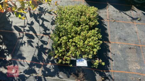 100 SEDUM OREGANUM