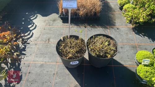2 LATHYRUS VERNUS - PINK