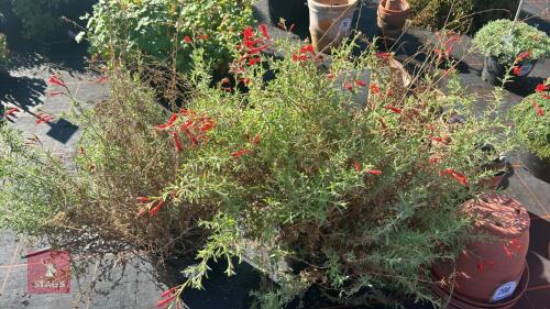 2 ZAUSCHNERIA 'WESTERN HILLS'