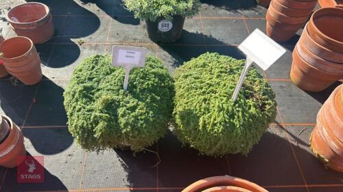 2 THYMUS 'MINIMUS'