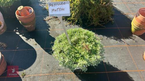 1 ACHILLEA HUTERI