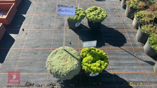 1 SILENE 'FRANCES & 1 RAOULIA 'AUSTRALIS