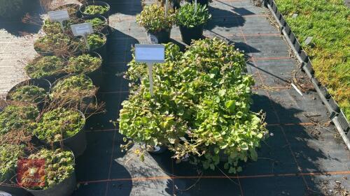 6 CAMPANULA 'LISDUGGAN VARIETY'