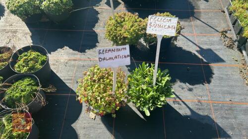 1 GERANIUM & 1 FELICIA