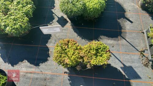 2 SEDUM 'CORAL CARPET'