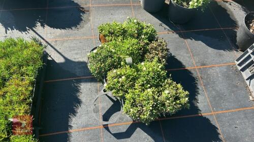 9 DELOSPERMA 'LUCKY WHITE'