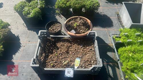 TRAY OF OXALIS LOBATA