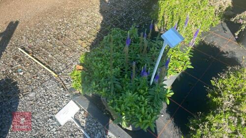 4 VERONICA 'ULSTER BLUE DWARF'