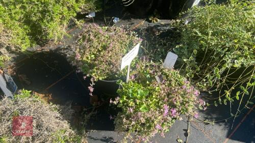 2 CAMPANULA 'PINKINS'