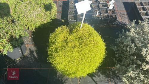 1 SAGINA 'GLABRA AUREA'