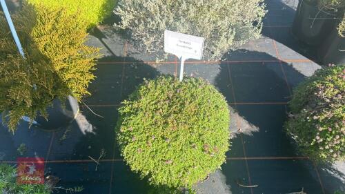1 THYMUS 'RUSSETTINGS'