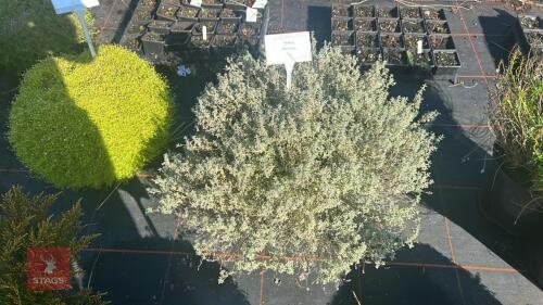1 THYMUS 'SILVER POSIE'