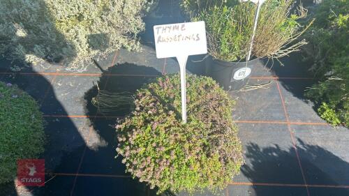 1 THYME 'RUSSETTINGS'