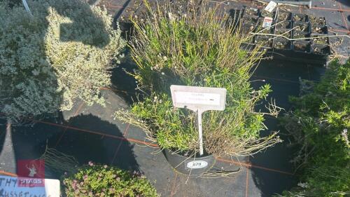 2 IBERIS 'FISCHBECK'