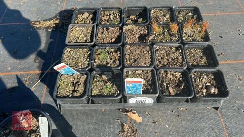 20 SCILLA 'SIBERICA'