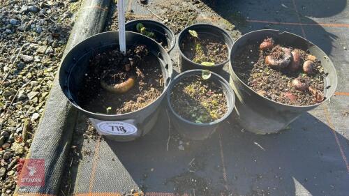 5 POTS OF CYCLAMEN 'COUM'