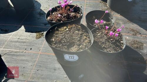 4 CYCLAMEN HEDERIFOLIU 'RUBY STRAIN'