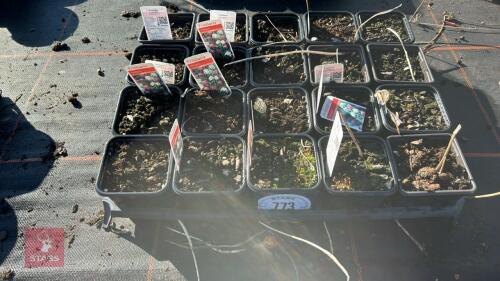 20 FRITILLARIA 'MELEAGRIS'
