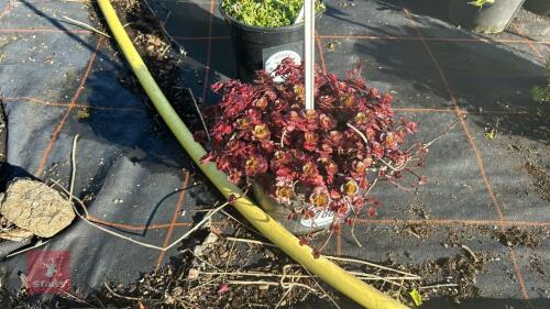 1 SEDUM 'DRAGONS BLOOD'