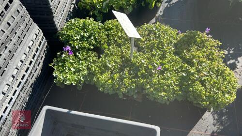 8 CAMPANULA 'RESHOLTS VARIETY'