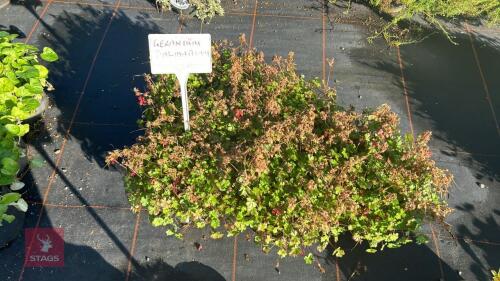 5 GERANIUM 'DALMATICUM'