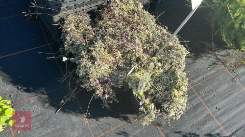 5 ARABIS 'F/C VARIEGOTA'