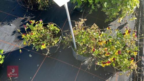 3 VIOLA 'JACKANAPES'